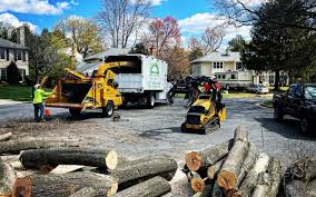 Best Tree Removal  in Westminster, CO